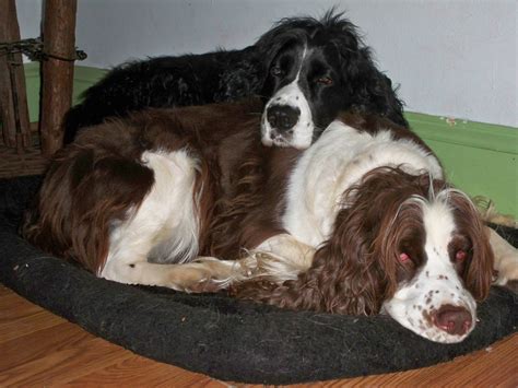 Springer spaniel adoption. Things To Know About Springer spaniel adoption. 