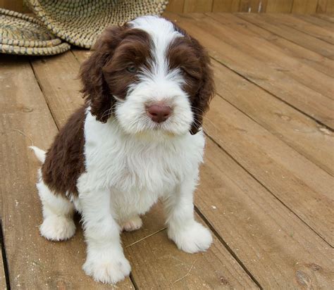 Springerdoodle puppy. Contact me to chat about what you are looking for in a dog, your timeframe, and any other vital information. Once the puppies are born, they are usually ready to be picked up 8 weeks later. I provide personal one on one service to help you get the right Springerdoodle for you and your family. Our puppies are $1850, all colors, male or female. 