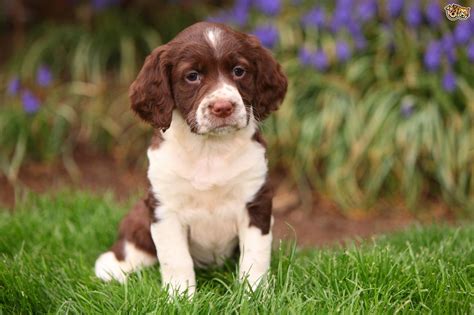 Springers puppies. Find English Springer Spaniel puppies for saleNear Idaho. Find English Springer Spaniel puppies for sale. Originally bred to hunt, English Springer Spaniels retain their trademark stamina and hardworking instincts. Add playfulness, eagerness to please and magnificent ears and you have a perfect dog for active families. Learn more. 