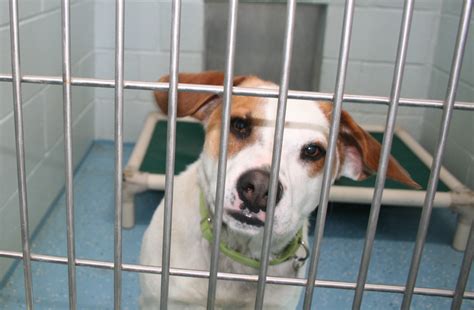 Springfield humane shelter. Things To Know About Springfield humane shelter. 