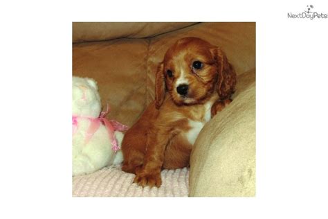 springfield pets "schnauzer" - craigslist. relevance. 1 - 49 of 49. ADORABLE Cavalier King Charles Spaniel x Miniature Schnauzer · Norwood · 9/29 pic. hide. Rehoming Three Miniature Schnauzers · Caulfield · 9/30. hide. Schnauzer pups · · 1 hour ago pic. hide.. 