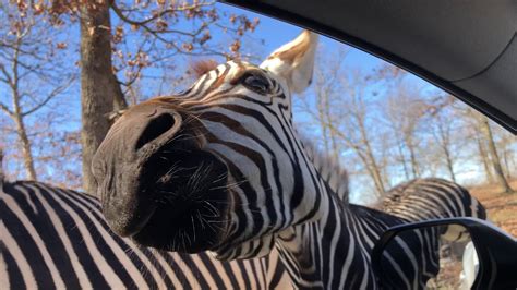 Go on an epic drive-thru safari at Promised Land Safari Park, open daily from 9 a.m. to 5 p.m. Amanda D/TripAdvisor. Address: 32297 MO-86, Eagle Rock, MO, 65641. Facebook/Promised Land Safari Park. Promised Land Zoo is open seven days a week (except for a few holidays you can see at the very bottom of this page .). 