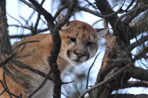 Springing mountain lion groups now feasting on flightless birds