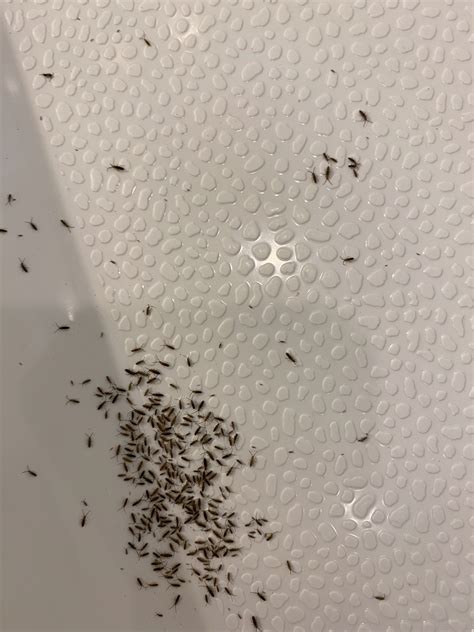 Springtail infestation. How to control springtails in your hydroponic setup. Growers can use the following recommendations to control springtails in hydroponic configurations: Periodic inspections and removal might help keep populations in check. Indoor growth facilities are especially vulnerable to springtail infestations because of their high moisture levels. 