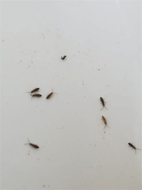 Springtails in house. Treating springtails in the house. When combating springtails in your home, the most important step is finding the source of the outbreak. Houseplants are often the place to start. Once you have cleared them … 