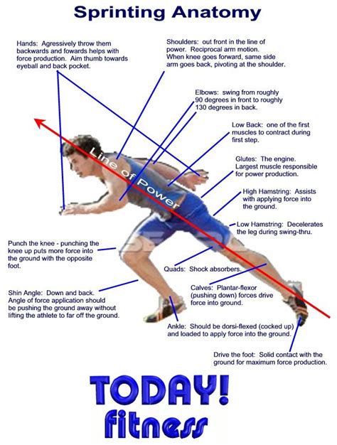 Sprinting for Muscle