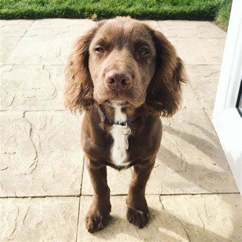 Sprocker Dogs & Puppies for Sale - Gumtree