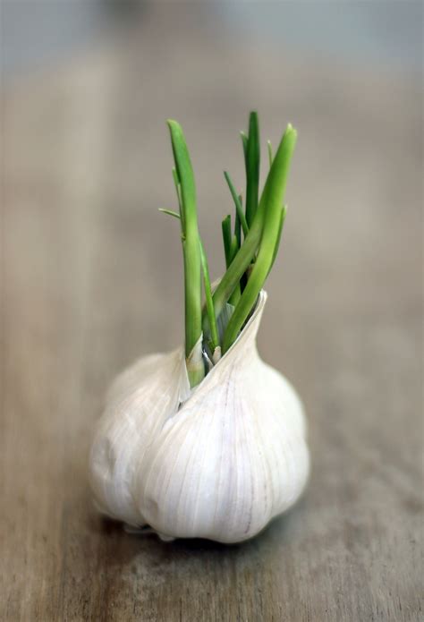 Sprouted garlic. Plant cloves 4 to 8 inches apart in all directions. Set cloves of elephant garlic 12 inches apart. Grow garlic from cloves or bulblets. Set cloves in the ground plump side down (that is the root side) and pointed side up. Set cloves 1 to 2 inches (2.5-10cm) deep and 6 to 8 inches (15-20cm) apart. 