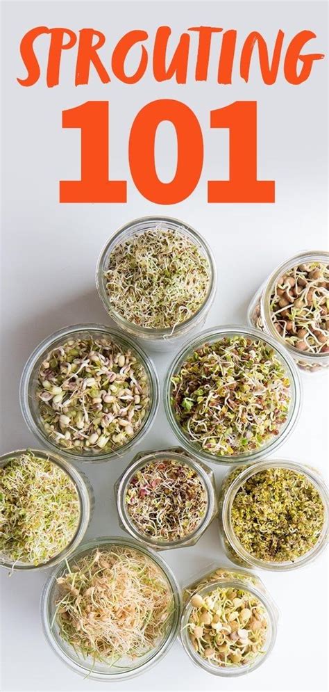 Sprouting 101 How to Sprout Anything and Why You Should Wholefully