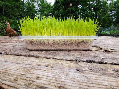 Sprouting Barley Grains for Poultry A Farm Girl in …