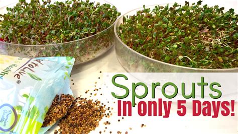 Sprouting the beginners guide to growing sprouts complete everything you. - Opera dell'huomo dotto et famoso giovanni boccaccio ....