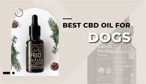 Spruce Cbd For Dogs Review