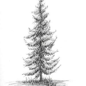 Spruce Tree Drawing by Swati Singh