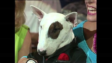 The Spud McKenzie dog breed is Bull Terrier. A Bull Terrier usually has a head whose shape is oval: somewhat looking like an egg. It also has distinctive triangular eyes. And although it is a zestful and sociable dog, a Bull Terrier (like the Spuds McKenzie dog) can also be unbearably stubborn at times. .... 