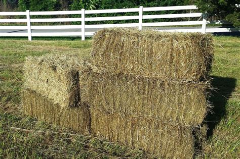 Square hay bales. TYPE: ALFALFA Hay VARIETY: Grass FERTILIZED: Yes WEIGHT: 950 lbs SIZE: Large Square (3x4x8) QTY: 700 Bales PRICE: $140 per Bale DELIVERY OFFER: Pick Up, Delivery for a Fee. ALFALFA LARGE SQUARE BALES 3x4x8 quantity. Add to cart. Category: Hay Tags: alfalfa, alfalfa mix, grass, hay grass, hay grass alfalfa hay. 