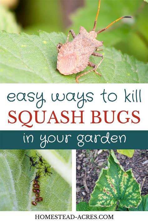 Squash Bugs: How to Identify and Get Rid of Squash Bugs