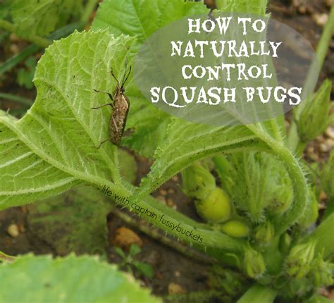 Squash bug control. Look for yellow eggs that the squash beetle lays on the undersides of leaves (Figure 5). The eggs will hatch out into yellow nymphs with black bristles. Nymphs feed on leaves, while adults feed on both leaves and fruit. The best way to control squash beetles is to remove them and drop them into a bucket of soapy water. 