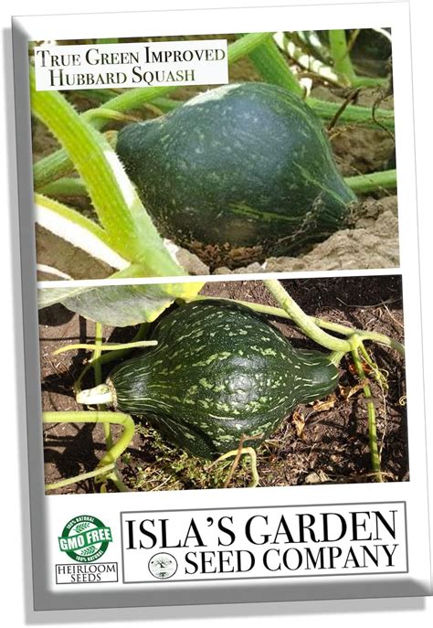 Squash-Hubbard True Green Improved (15 Seeds) - Amazon.com