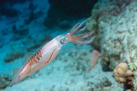 Squid Onlyfans Leak