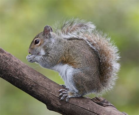 Squirells. Most people assume, often incorrectly, that hair loss in squirrels is the result of mange, a disease caused by microscopic mites that burrow into the skin and are unseen by the naked eye. Hair loss attributed to the squirrel mange mite, Notoedres douglasi, has been reported in both fox and gray squirrels. 