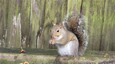 Squirrel "Lock Jaw" Follows Me along the Fence (Runs)