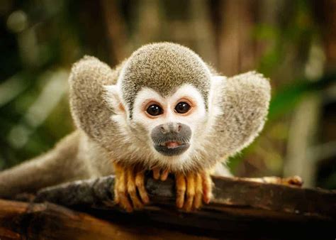 Squirrel Monkey Of The