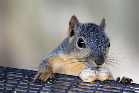 Squirrel breeders near me. WWW.HIGHFORESTKENNELS.COM. Contact us:coachabclark@hotmail.com (931) 628-2289 . This page is the home page for my website. It is a site devoted to the squirrel dogs that I raise in Hohenwald Tennessee. We use Feist and Curs in our breeding program. 