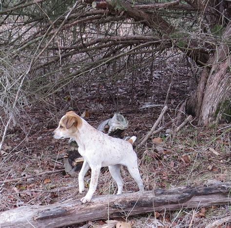 Started Squirrel Dog - $250 (Farmerville) Hammer is 11 mos old. He is a started squirrel dog. Very eager to please!! He has only been hunting a few times and... Hunting & Fishing Monroe 250 $. View pictures. . 