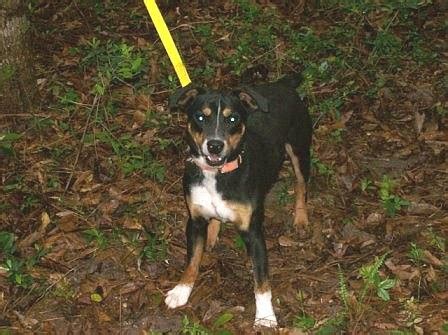 Squirrel dogs for sale in north carolina. SQUIRREL DOGS. All Hunting Dogs ... NORTH CAROLINA 28625 United States 276-733-6334. ... Puppies for Sale. Started Dogs. Finished Dogs. 