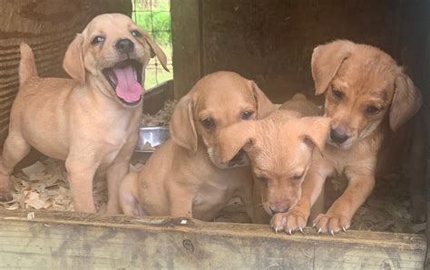 PUPS & STARTED DOGSPlease Feel Free to Contact Usfor inquiries on our upcoming breeding's and availability of pups. PUPS & STARTED DOGS. Call or Text. Dusty 256-605-5753 . Mark 423-364-5997. Marty 423-718-5076 . Loren Slatton 931-607-9521 . John Watts 423-718-1778. John Carpenter 423-681-9514.. 