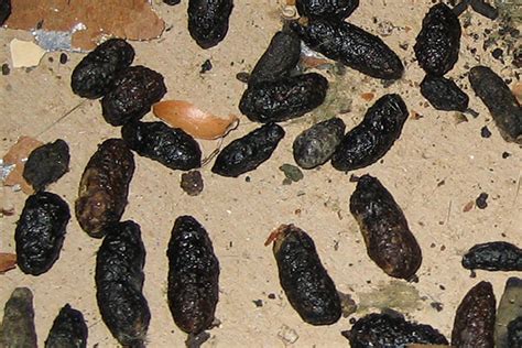 Squirrel feces. Learn what squirrel poop looks like, how to identify it, and why it matters for your home and health. Find out the shape, size, color, texture, and diseases of squirrel droppings, and how to keep them away from your property. See more 