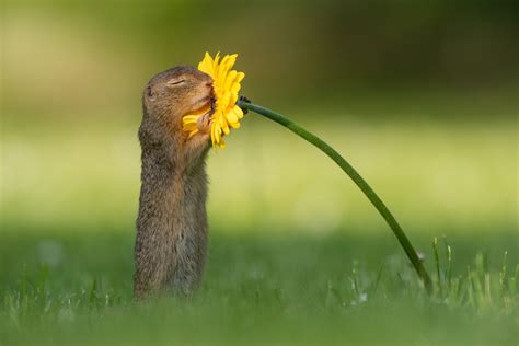 Squirrel flower. Things To Know About Squirrel flower. 