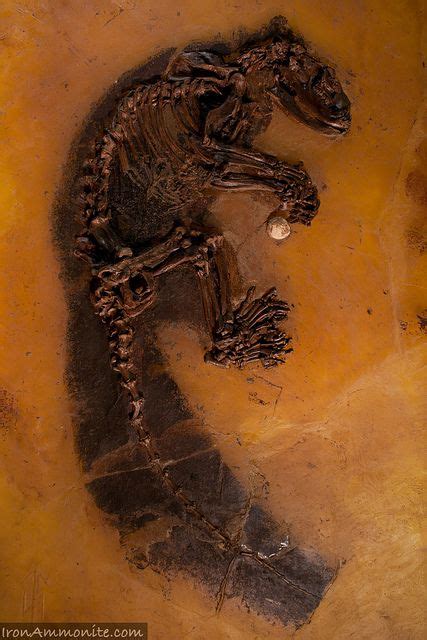 Squirrel fossil. Fossils of three squirrel-like species from the time of the dinosaurs suggest mammals have been around on Earth for more than 200 million years. The discovery in Liaoning Province, China, pushes ... 