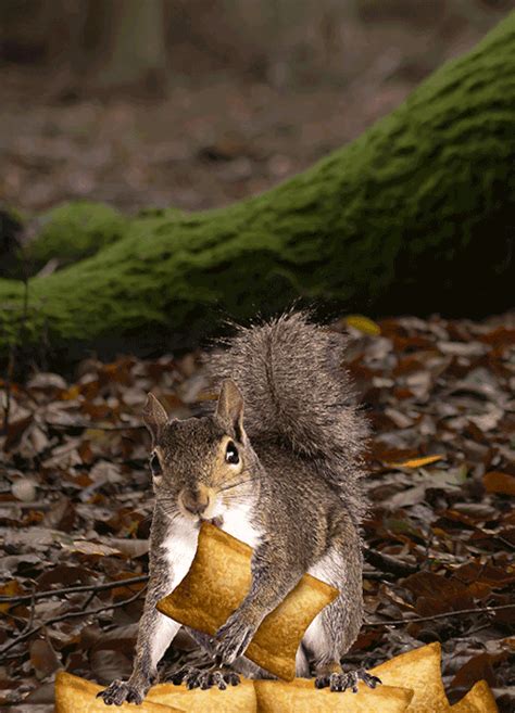 Oct 10, 2023 · Squirrel vs chipmunk. By Cliff