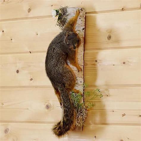 Fox Squirrel drinking Bud Light taxidermy mount for sale * SKU 2012