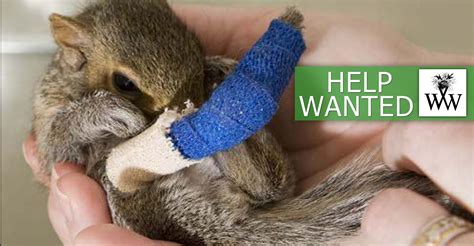 Squirrel rehab near me. Our MissioN. Wildlife Veterinary Care (WVC) provides free veterinary and rehabilitative care to sick and injured wildlife, monitors wildlife and environmental health, and educates the public about wildlife and … 