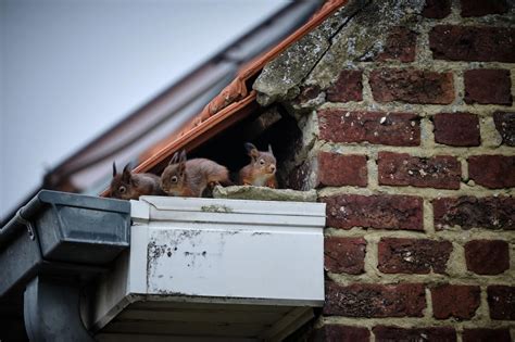 Squirrel removal attic. Squirrel Removal from Attic · Step 1: The specialist will inspect the home, and find the point of entry, which are often obvious. · Step 2: Now to investigate the&nbs... 