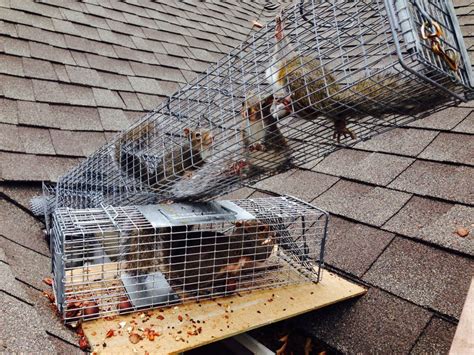 Squirrel removal from attic. Contact a Squirrel Removal Expert. You should contact a professional squirrel removal and remediation service as soon as you identify a potential squirrel problem. Call 1-847-870-7175 to talk with our friendly and helpful staff today. ABC Humane Wildlife Control & Prevention has over 40 years of experience in squirrel prevention and repair. 
