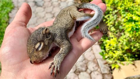 Squirrel rescue near me. Things To Know About Squirrel rescue near me. 
