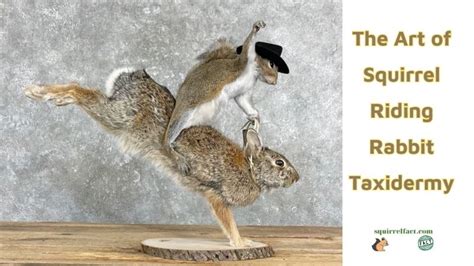 Squirrel riding rabbit taxidermy. Check out our cowboy taxidermy squirrel selection for the very best in unique or custom, handmade pieces from our taxidermy & curiosities shops. 