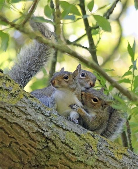 Ground squirrels, tree squirrels, and flying squirrels make up roughly 200 species of squirrels worldwide. You can find these nut-loving rodents on every continent except Antarctica and Australia. The Indian giant squirrel, Western gray squirrel, and the American red squirrel are a few of the prominent species. Ground squirrels are the only true hibernators, but […]