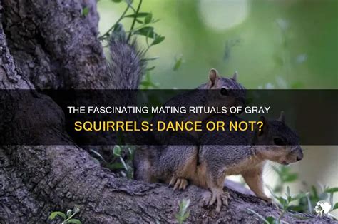 Squirrel squirt.  The mating habits of gray squirrels are fascinating, but if they...