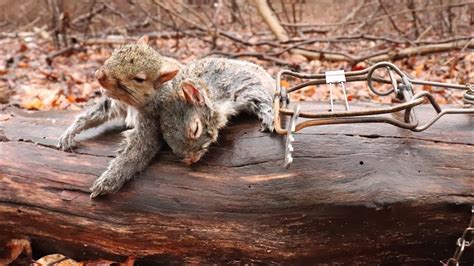 Squirrel trapping. Humans may consider eavesdropping rude, but squirrels would beg to differ. Long before humans adopted social media and a 24-hour news cycle, some creatures were already tuning in t... 