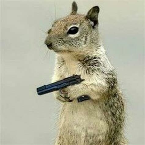 Squirrel with a gun. Things To Know About Squirrel with a gun. 