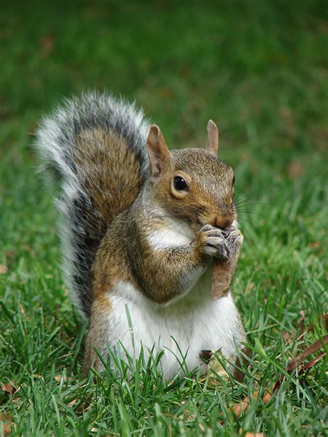 Squirrels. Squirrels also have a little flap on their patagium, a sort of winglet. The scientists noticed that the winglets curl upward, like the tips on many aircraft wings. One theory is that the slant ... 