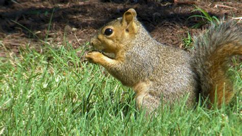 Squirrels costing WilCo at least half a million dollars in damage