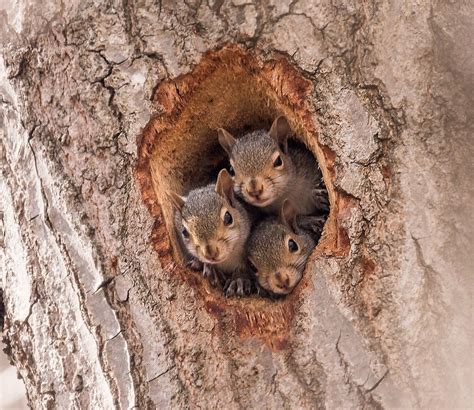 Squirrels nest. A squirrel box should be approximately 12 inches wide, 12 inches deep, and 18 inches tall. This size provides enough space for squirrels to build nests and raise their young comfortably. The entrance hole should be placed about 6 inches from the bottom and have a diameter of 3 inches. 