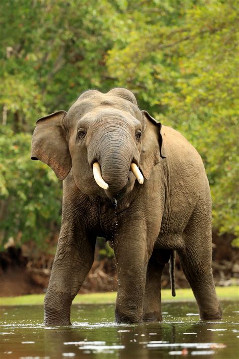 Sri Lanka: A Wildlife Wonder Awaits