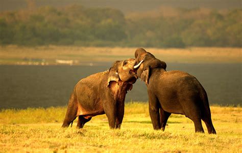 Sri Lanka Guided Tours Wildlife Destinations Cinnamon Nature Trails