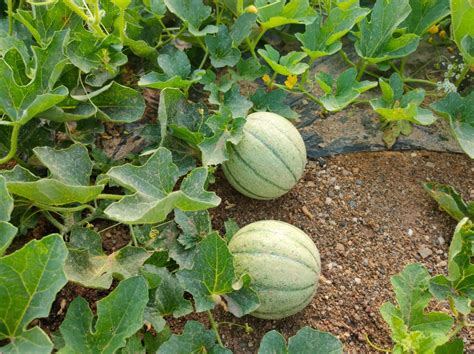 Ssandia Onlyfans Leaked XxX 66 Videos